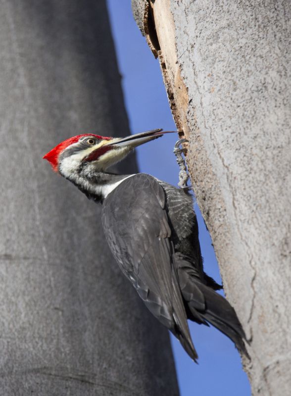 Woodpecker Hole Filling