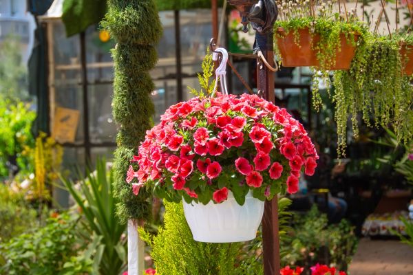 Hanging Planter Installation in Clover