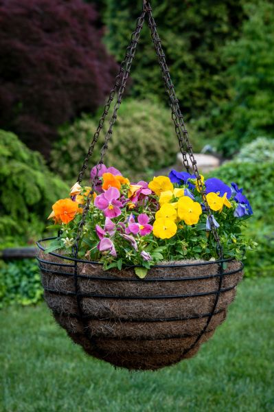 Hanging Basket Installation in Clover